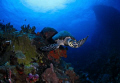   hawksbill turtle Sail Rock St. Thomas. St Thomas  
